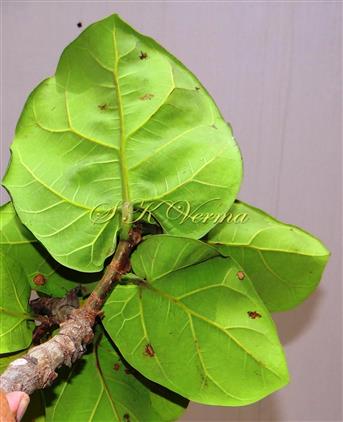  Leafy Shoot